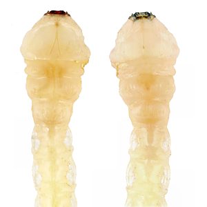 Neocuris dichroa, PL3821A, larva, from Eutaxia microphylla (PJL 3119) stem base, SE, dorsal & ventral, 13.6 × 2.4 mm